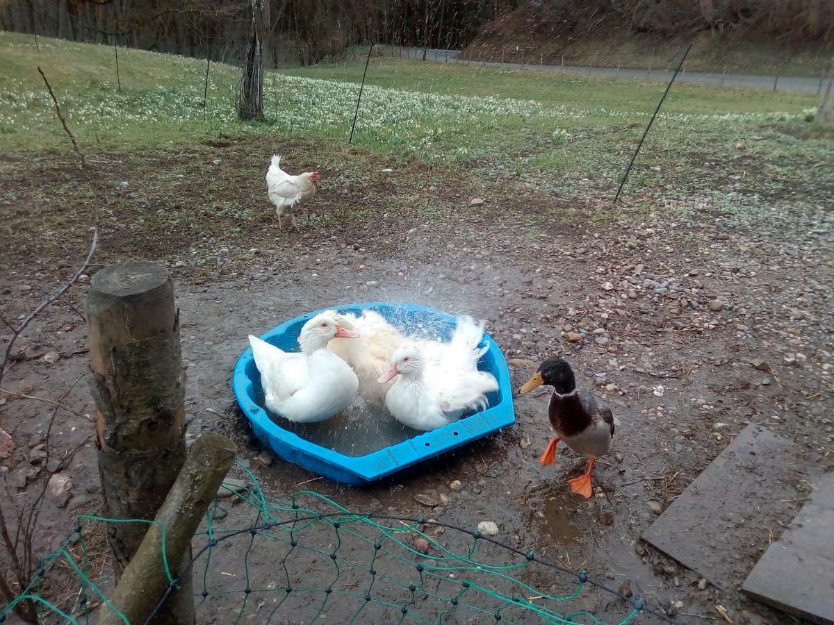 Ferienwohnung Auf Dem Lechsberg Fuchstal Dış mekan fotoğraf